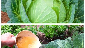 Серпневе підживлення для капусти — перевірено роками!