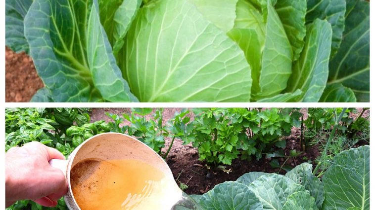 Серпневе підживлення для капусти — перевірено роками!