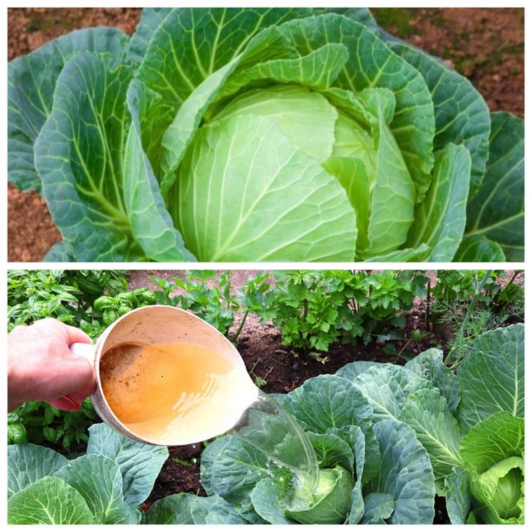 Серпневе підживлення для капусти — перевірено роками!