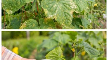 Як повернути огіркам зелений колір та врожайність усього за 3 дні 🌿🥒