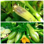 Кабачки почали гнити? Три швидкі дії, які врятують урожай до кінця сезону