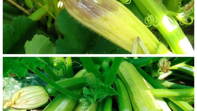 Кабачки почали гнити? Три швидкі дії, які врятують урожай до кінця сезону