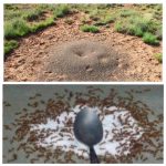 Швидкий та результативний спосіб позбутися мурах на городі