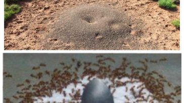 Швидкий та результативний спосіб позбутися мурах на городі