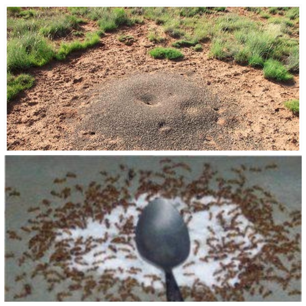 Швидкий та результативний спосіб позбутися мурах на городі