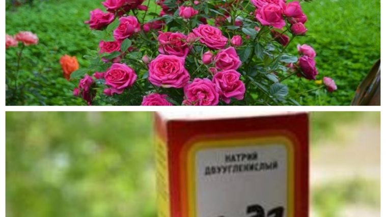 Як омолодити кущі троянд за допомогою соди — простий та ефективний спосіб