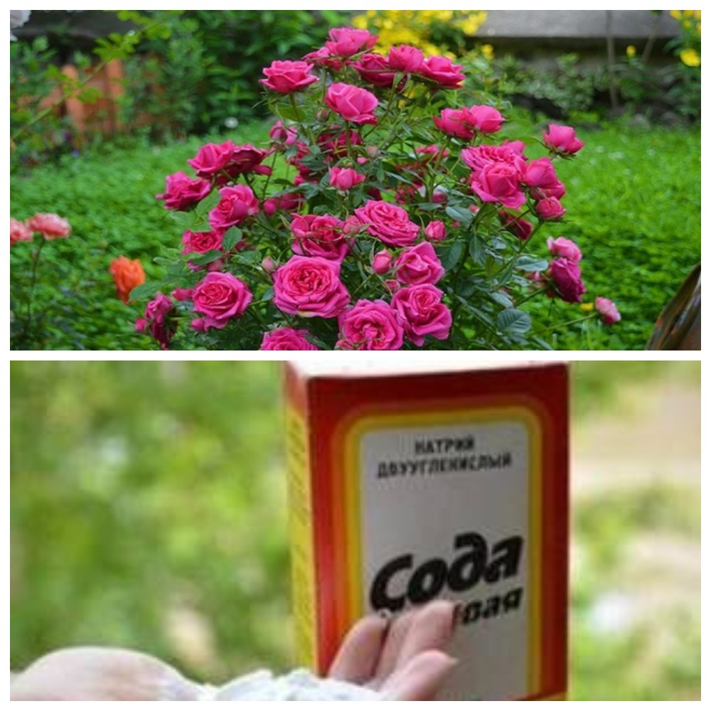 Як омолодити кущі троянд за допомогою соди — простий та ефективний спосіб