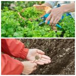 Як посіяти кріп і петрушку в серпні, щоб через два тижні насолоджуватися ароматною зеленню