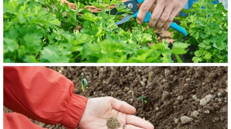 Як посіяти кріп і петрушку в серпні, щоб через два тижні насолоджуватися ароматною зеленню