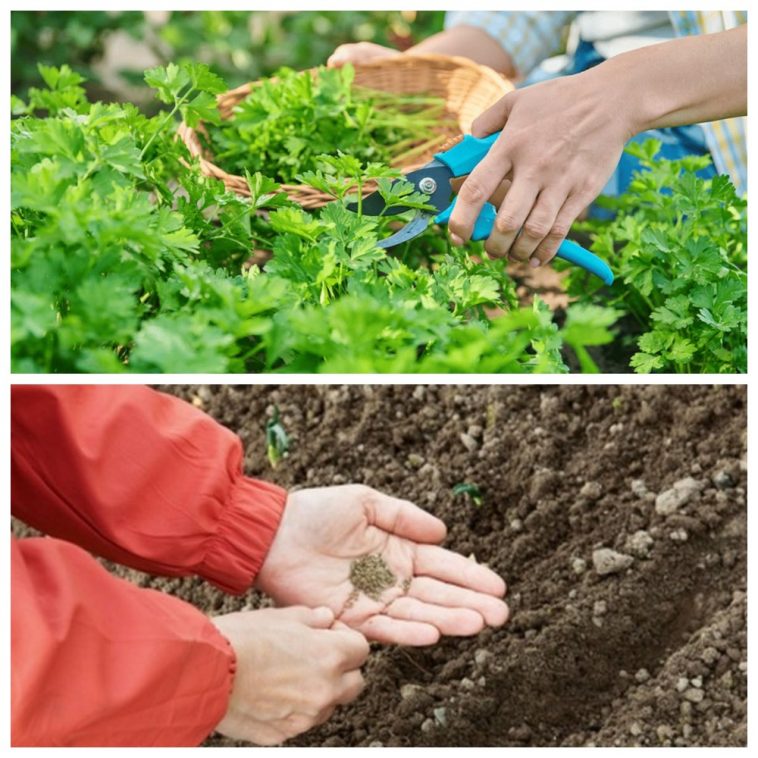 Як посіяти кріп і петрушку в серпні, щоб через два тижні насолоджуватися ароматною зеленню
