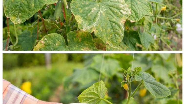 Як повернути огіркам зелений колір та врожайність усього за 3 дні 🌿🥒