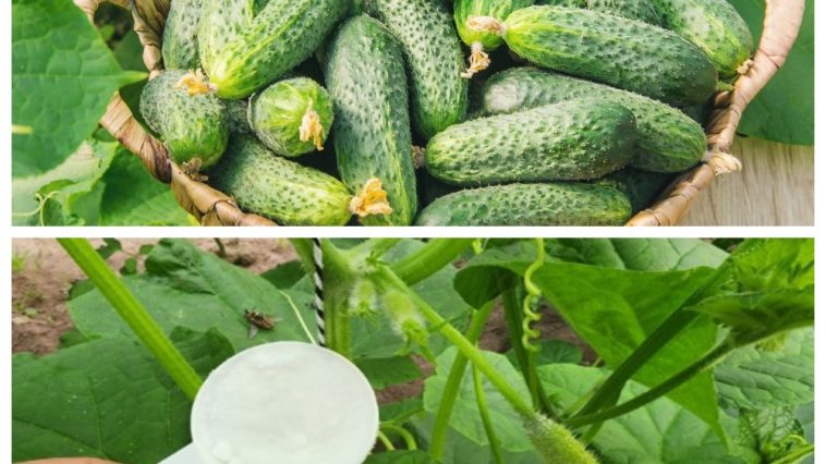 0,5 ст. л. на 5 літрів води — і у серпні огірки дають рясний урожай