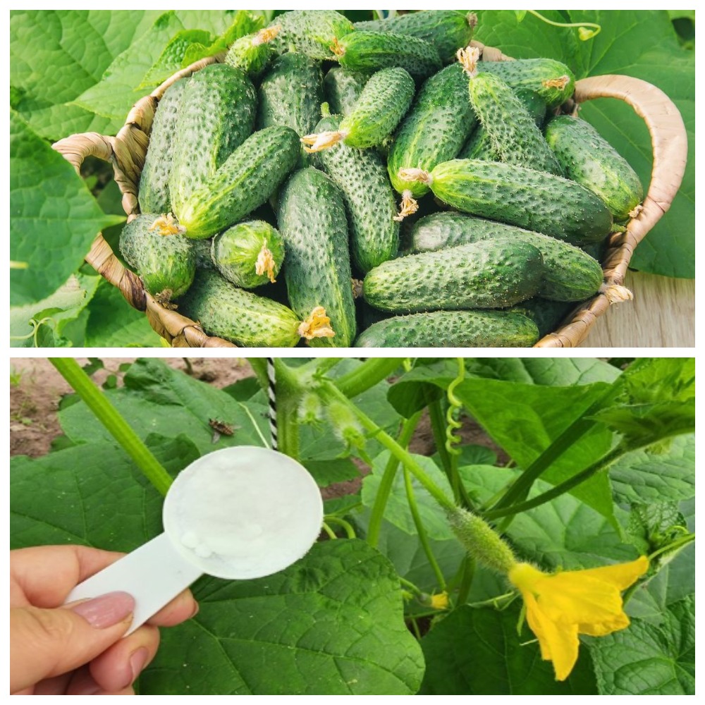 0,5 ст. л. на 5 літрів води — і у серпні огірки дають рясний урожай