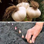 Маловідома, але перевірена технологія осінньої посадки часнику для рекордного врожаю