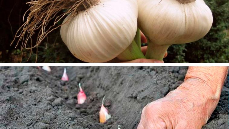 Маловідома, але перевірена технологія осінньої посадки часнику для рекордного врожаю