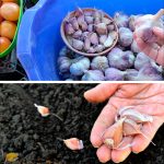 Коли та як висаджувати озимий часник, щоб отримати багатий урожай. Сприятливі дні для посадки