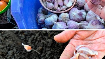 Коли та як висаджувати озимий часник, щоб отримати багатий урожай. Сприятливі дні для посадки