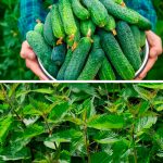 Не викидайте, а використайте! Кропива під огірки – і ніякого жовтого листя та гіркоти в плодах