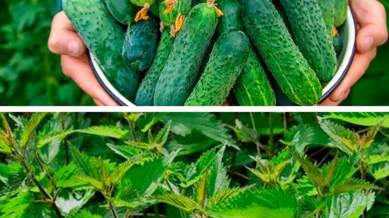 Не викидайте, а використайте! Кропива під огірки – і ніякого жовтого листя та гіркоти в плодах