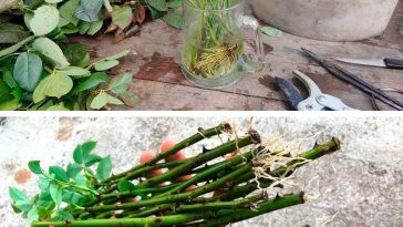 Ефективний спосіб укорінення троянд: завжди приживаються та швидко ростуть