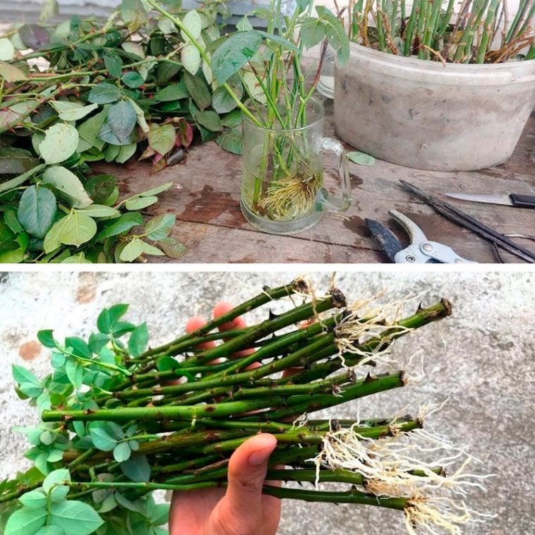 Ефективний спосіб укорінення троянд: завжди приживаються та швидко ростуть