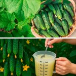 1 таблетка на 10 л води! Як подовжити плодоношення огірків у серпні