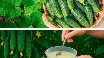 1 таблетка на 10 л води! Як подовжити плодоношення огірків у серпні