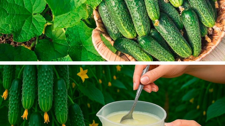 1 таблетка на 10 л води! Як подовжити плодоношення огірків у серпні