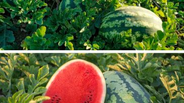 Як підживити кавуни в серпні, щоб вони гарантовано дозріли та були максимально солодкими 🍉
