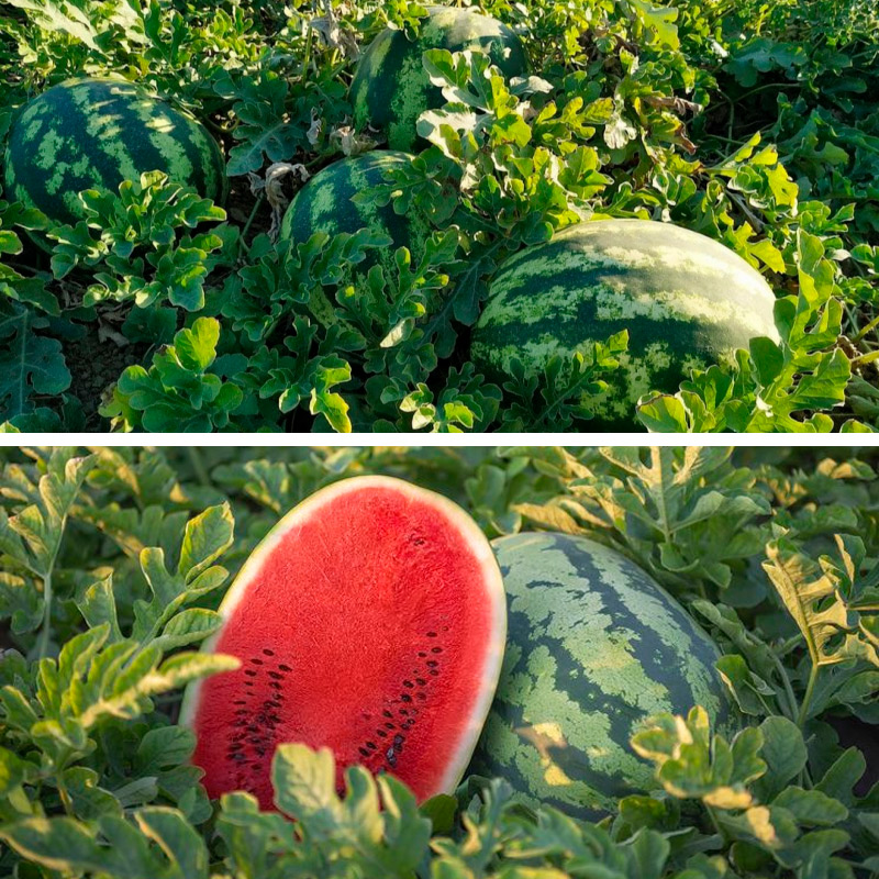 Як підживити кавуни в серпні, щоб вони гарантовано дозріли та були максимально солодкими 🍉