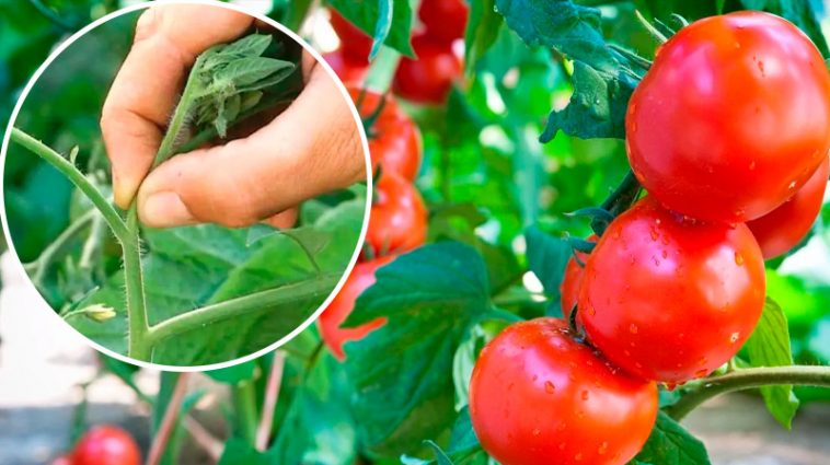 5 важливих серпневих завдань для томатів: прискорюємо дозрівання та отримуємо солодкі, соковиті плоди