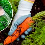 Серпнева підгодівля для солодкої та великої моркви: мій секрет гарного врожаю