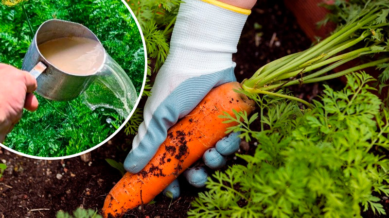 Серпнева підгодівля для солодкої та великої моркви: мій секрет гарного врожаю