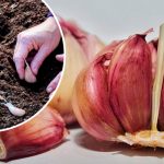 Коли садити озимий часник восени: поради і сприятливі дати за місячним календарем