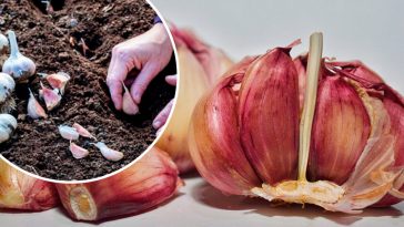 Коли садити озимий часник восени: поради і сприятливі дати за місячним календарем