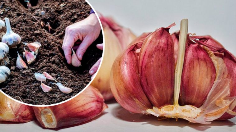 Коли садити озимий часник восени: поради і сприятливі дати за місячним календарем