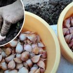 2 дієвих способи обробки часнику перед озимою посадкою 🌱🧄