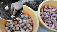 2 дієвих способи обробки часнику перед озимою посадкою 🌱🧄