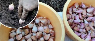 2 дієвих способи обробки часнику перед озимою посадкою 🌱🧄