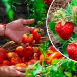 Чи можна висаджувати помідори після полуниці — відповідь вас здивує!