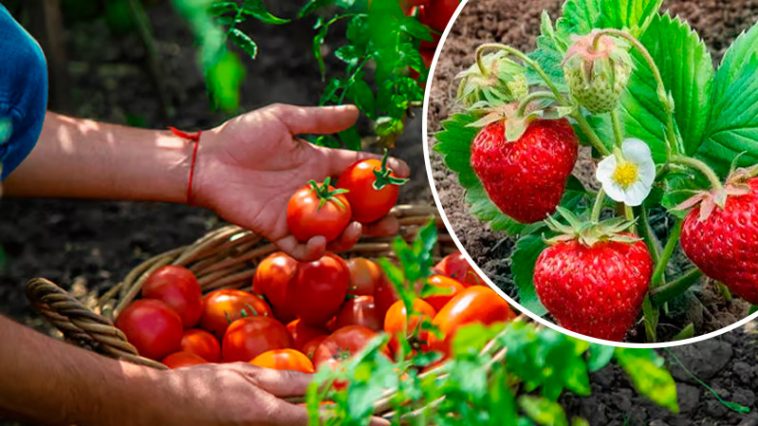 Чи можна висаджувати помідори після полуниці — відповідь вас здивує!