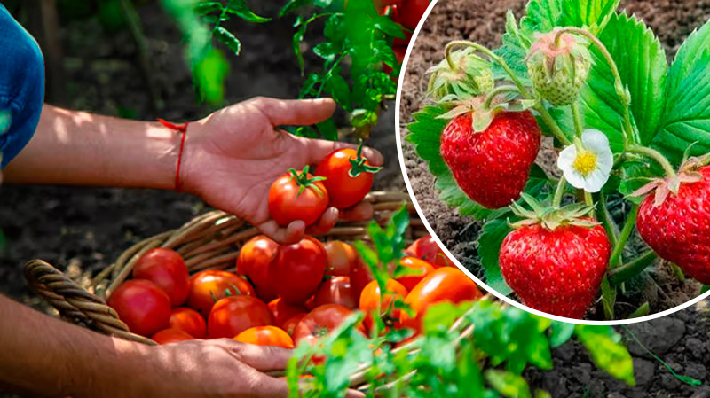 Чи можна висаджувати помідори після полуниці — відповідь вас здивує!