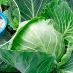 Серпневий секрет городників: чим полити капусту, щоб качани були великі та щільні