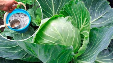 Серпневий секрет городників: чим полити капусту, щоб качани були великі та щільні