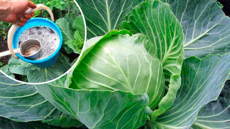 Серпневий секрет городників: чим полити капусту, щоб качани були великі та щільні