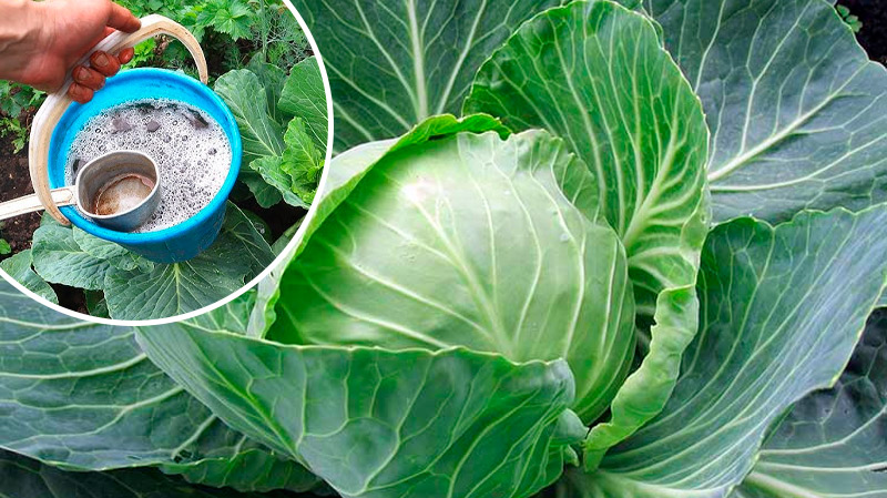 Серпневий секрет городників: чим полити капусту, щоб качани були великі та щільні