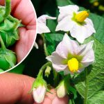 Зелені «помідори» на картоплі — що це таке і чи варто їх видаляти?