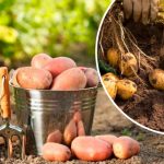 Чому зараз не час копати картоплю: поради для ідеального врожаю