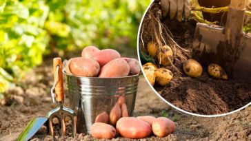 Чому зараз не час копати картоплю: поради для ідеального врожаю