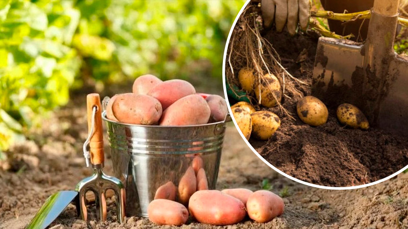 Чому зараз не час копати картоплю: поради для ідеального врожаю